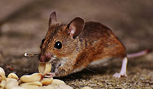 24 Hour & Emergency Exterminators in Houtzdale, PA